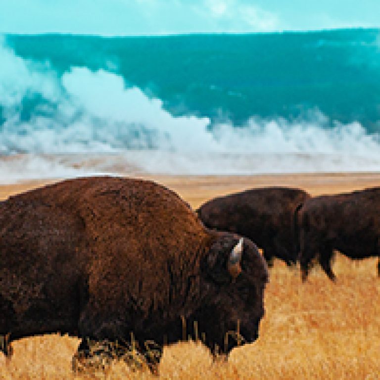 Buffalo Heard, Buffalo Calf, Yellowstone
