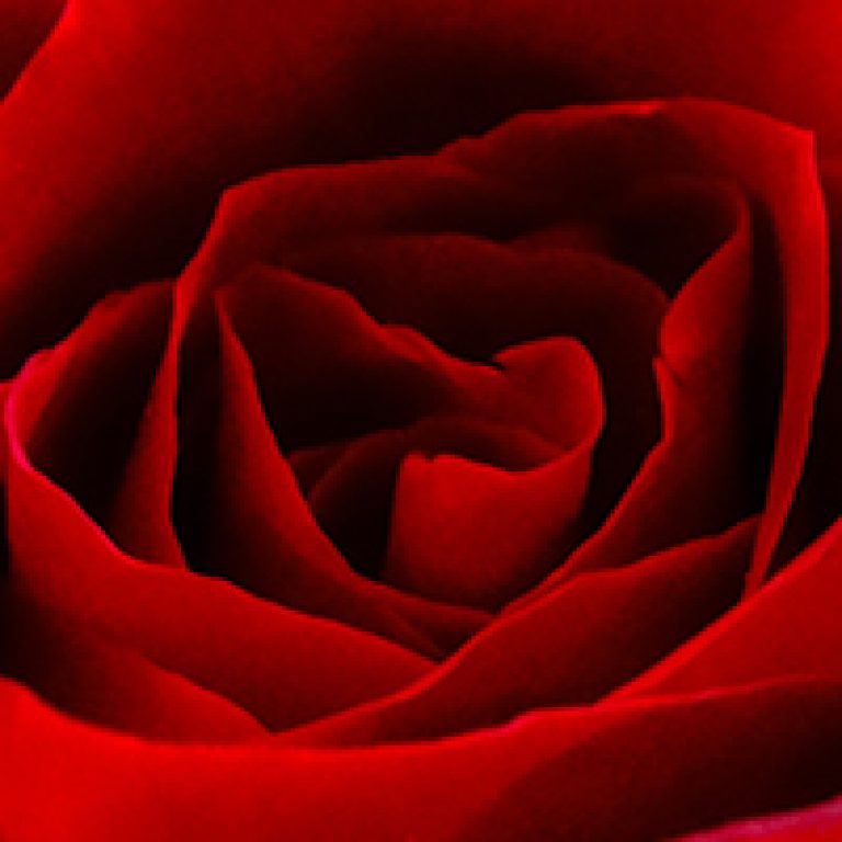 A mesmerizing red rose