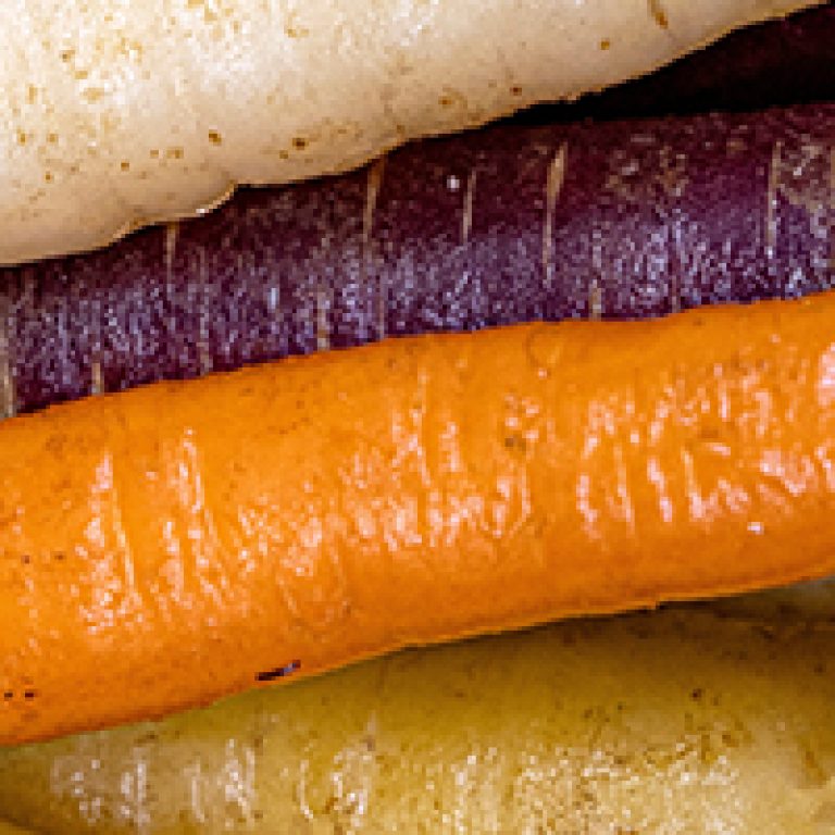 Above shot of a  group of wet multi colored carrots arranged in a row display